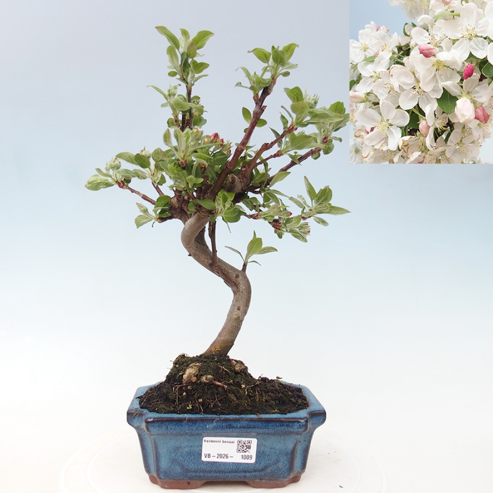 Outdoor bonsai -Malus halliana - Small-fruited apple tree
