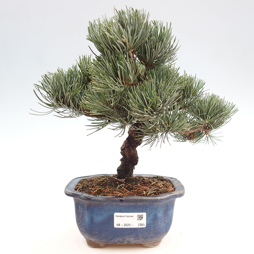 Outdoor bonsai - Pinus parviflora - Small pine tree