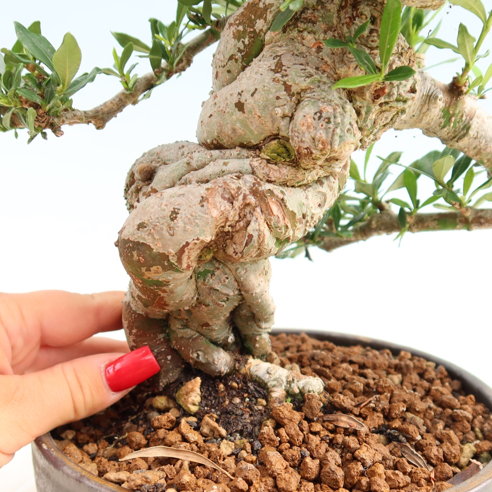 Indoor Bonsai - Gardenia jasminoides - Gardenia