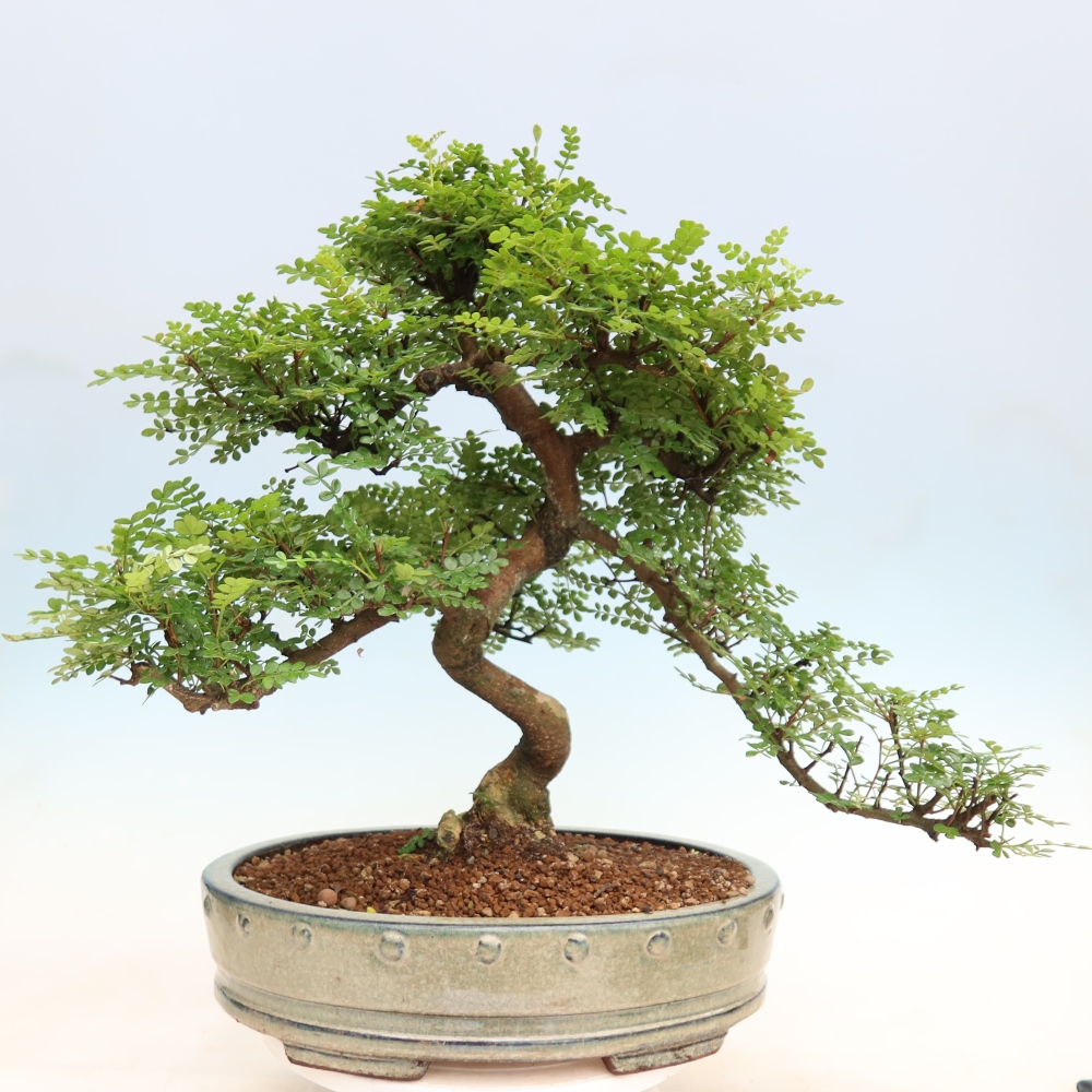 Room bonsai - Zantoxylum piperitum - pepper tree