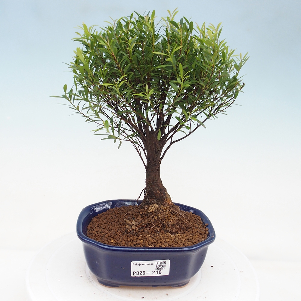 Room bonsai - Syzygium - Pimento