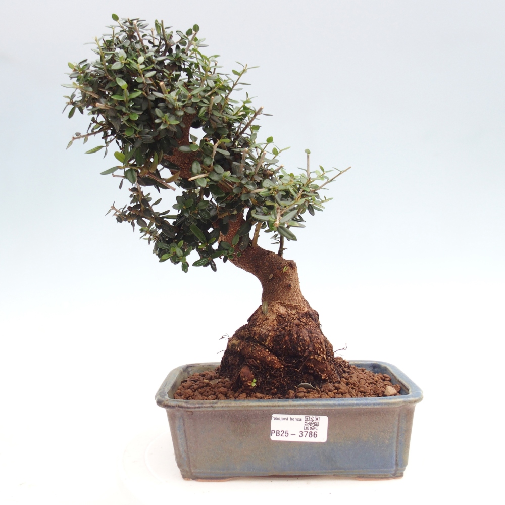 Indoor bonsai - Olea europaea sylvestris