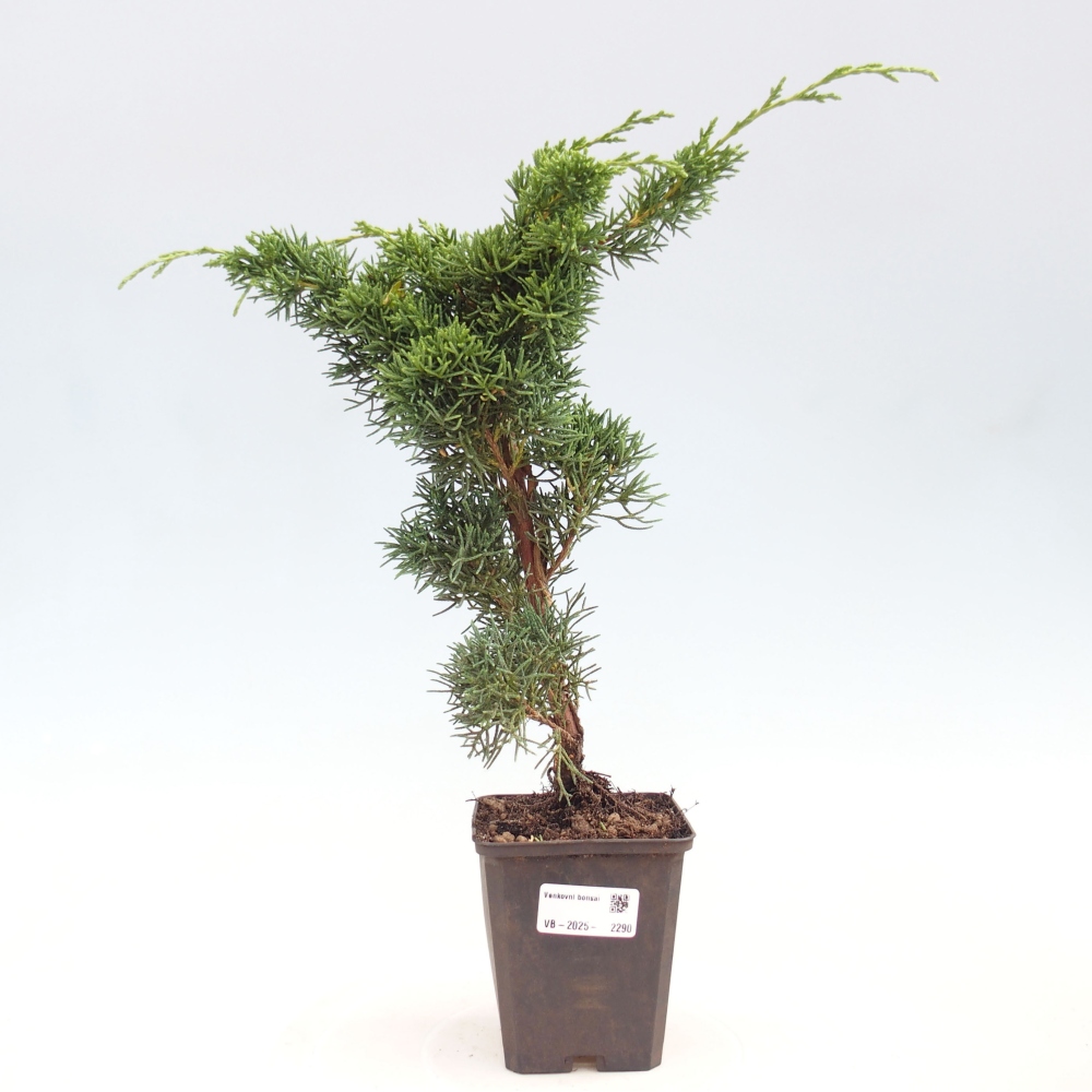 Outdoor bonsai - Juniperus chinensis Kishu - Chinese juniper