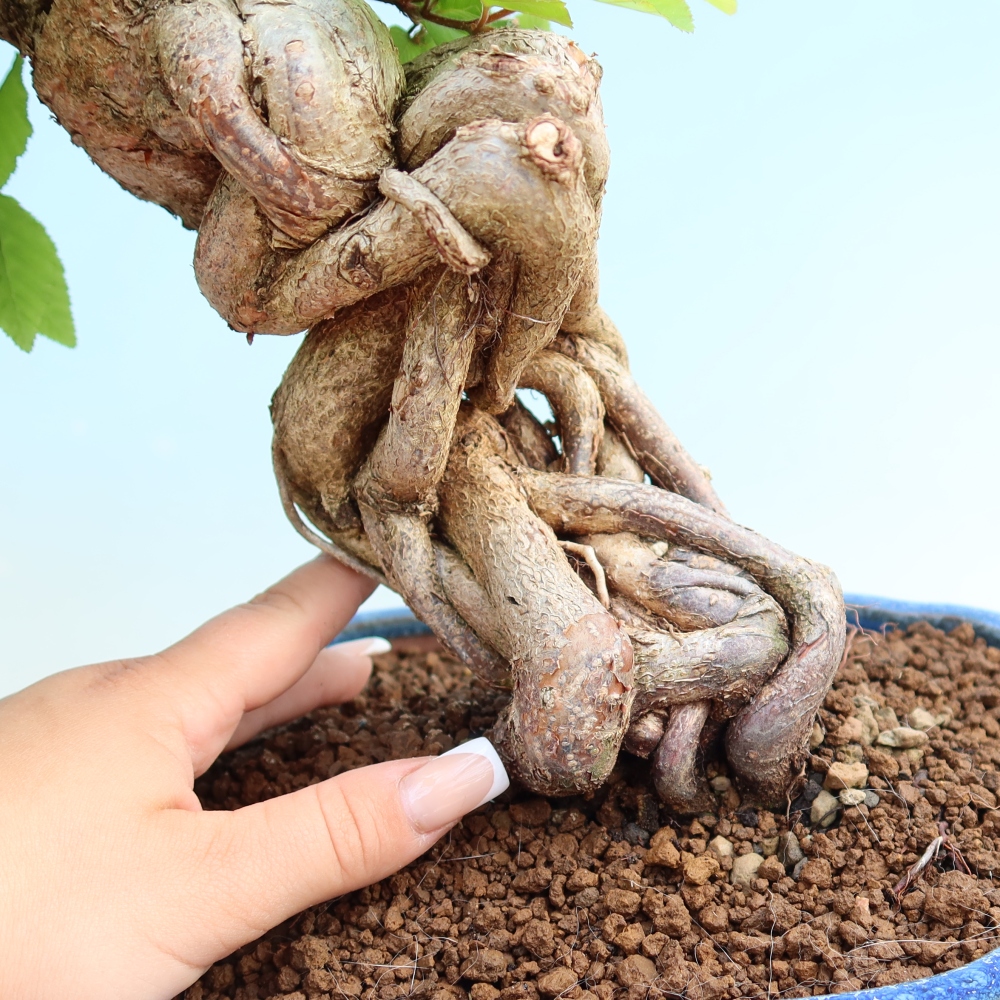 Outdoor bonsai -Carpinus coreana - Korean Hornbeam