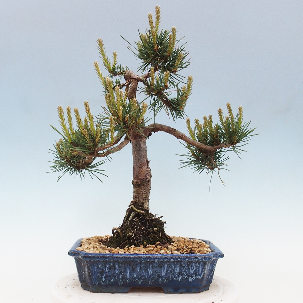 Outdoor bonsai - Pinus Sylvestris - Scots pine