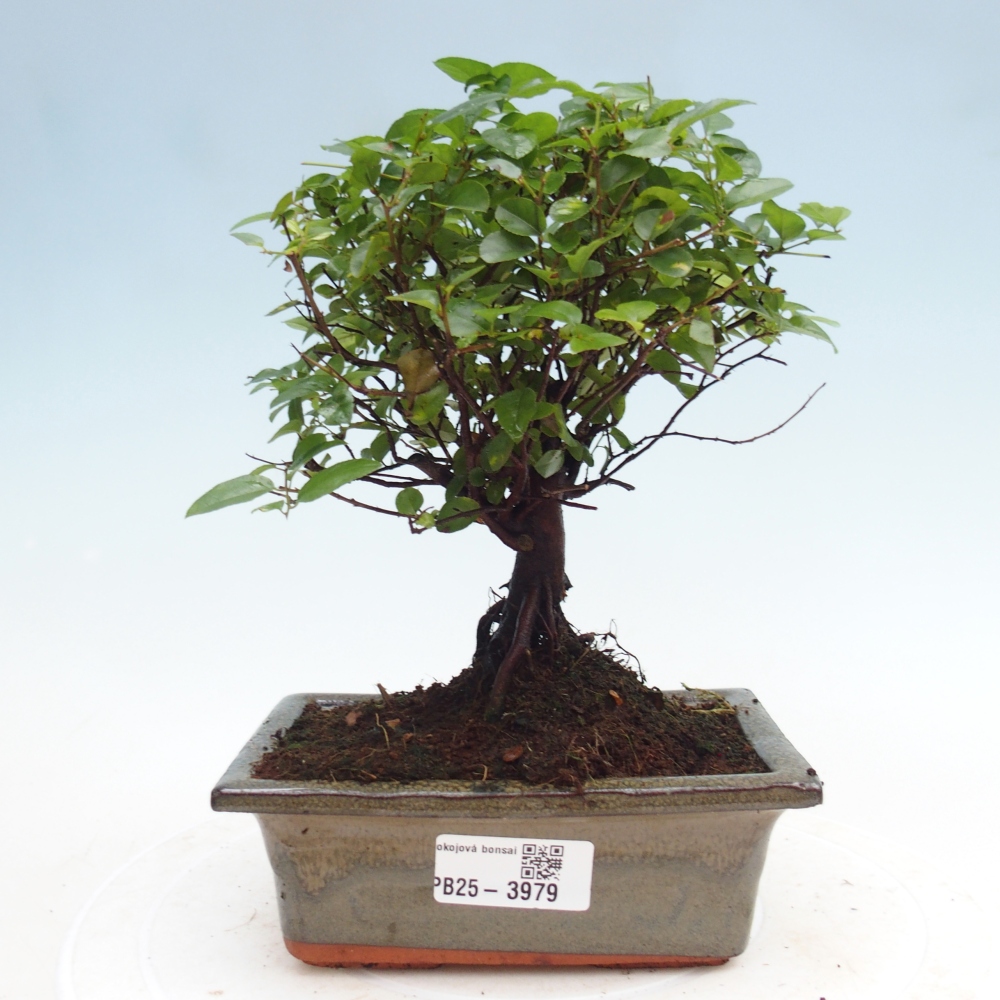 Room bonsai - Sageretia thea - Sageretia thea