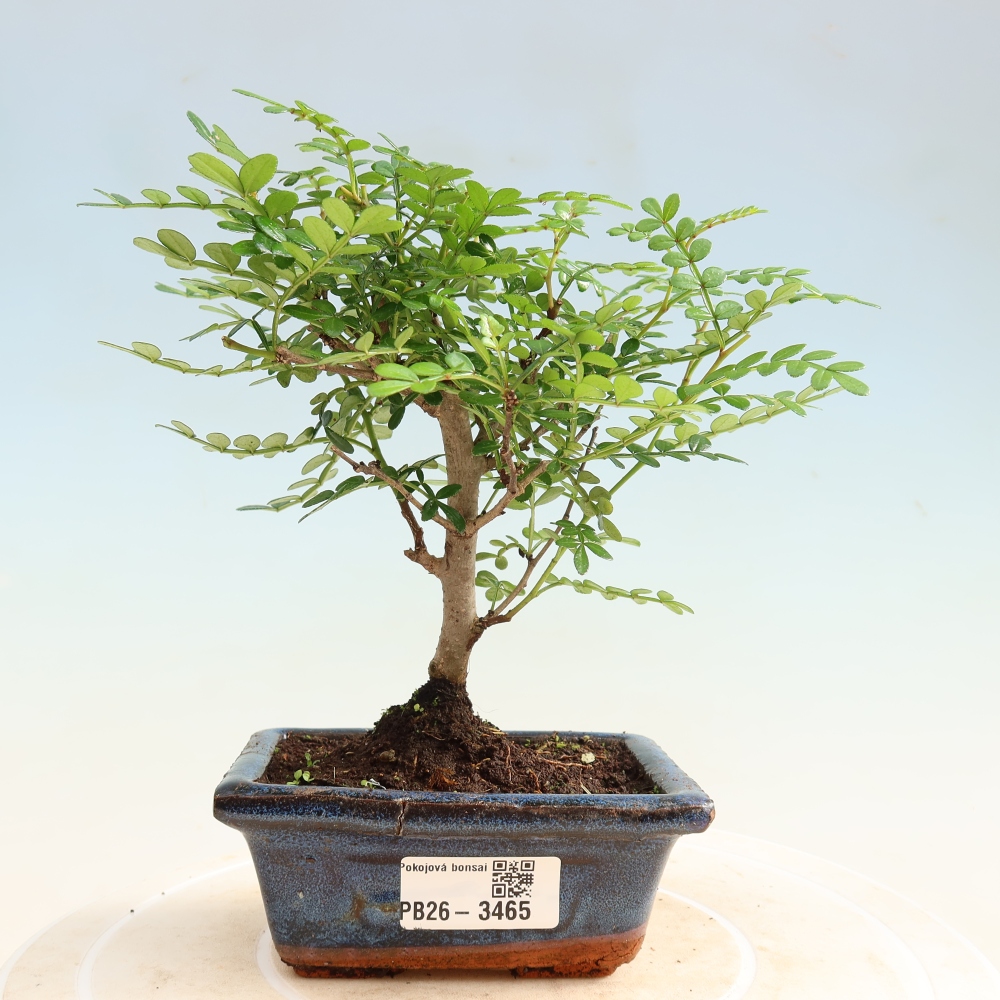 Room bonsai - Zantoxylum piperitum - pepper tree
