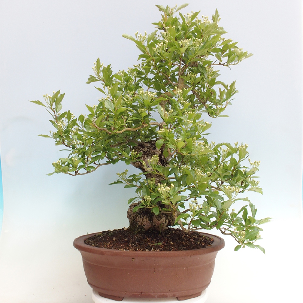 Outdoor bonsai - Hawthorn - Crataegus cuneata