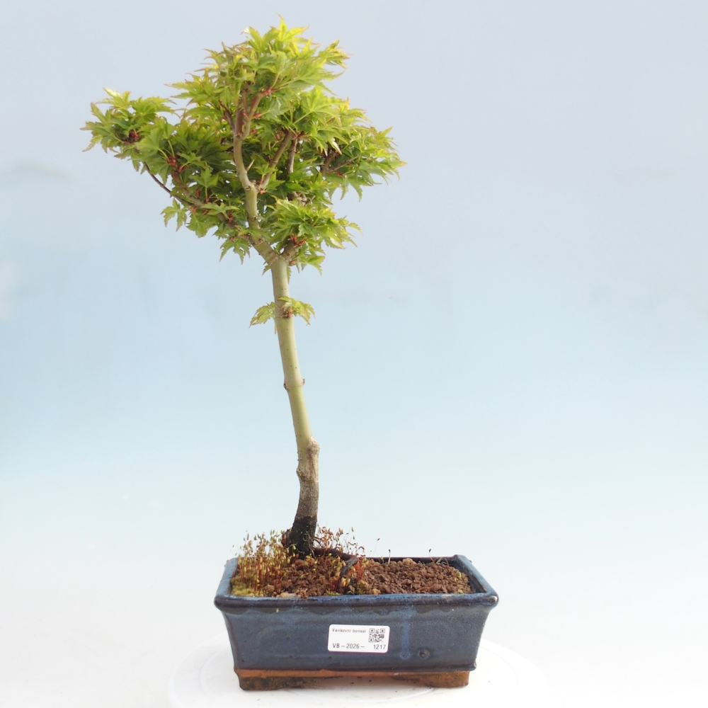 Outdoor bonsai -Javor palm Acer palmatum Shishigashira