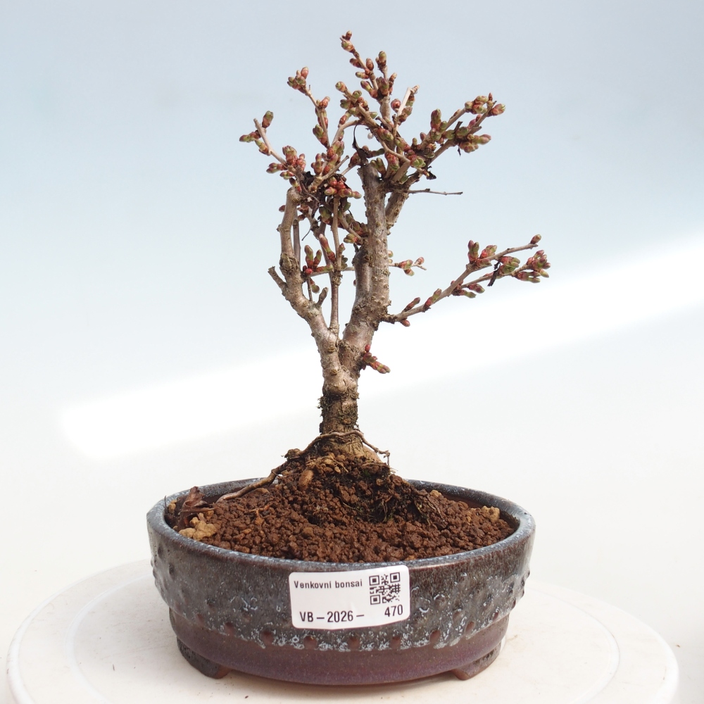 Outdoor bonsai - Prunus incisa Kojou-no mai-Plivon cut out