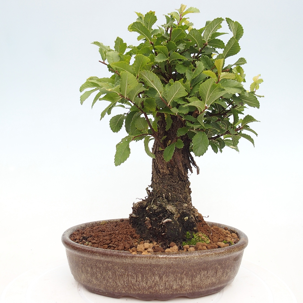 Outdoor bonsai - Zelkova - Zelkova NIRE