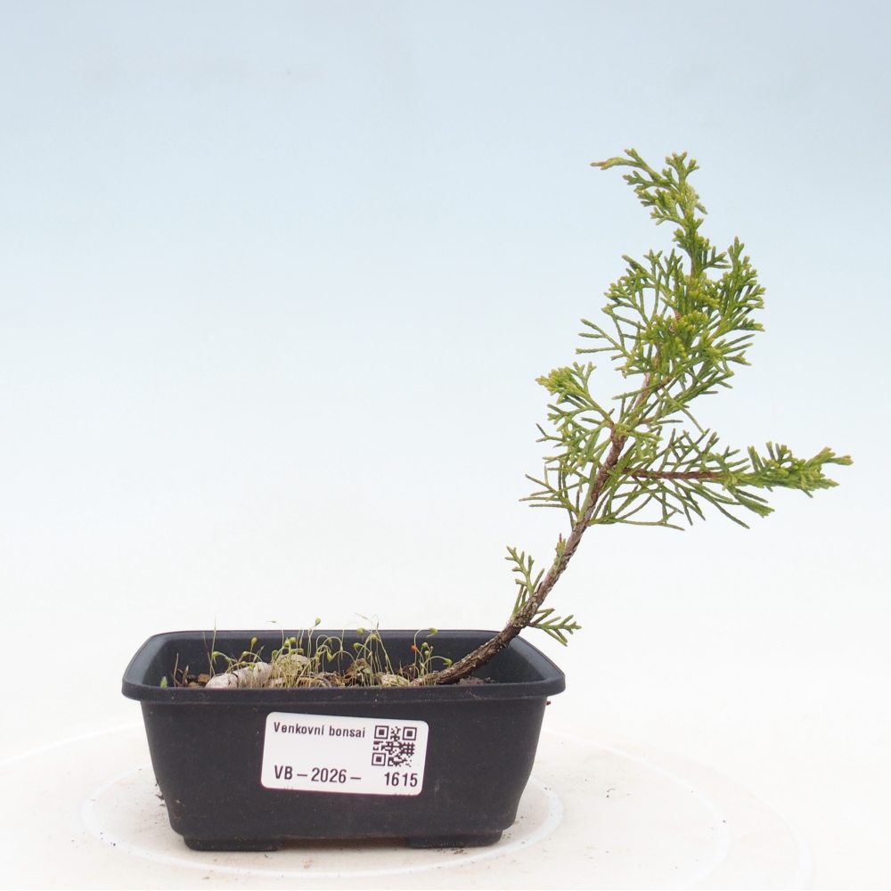 Outdoor bonsai - Juniperus chinensis Itoigawa