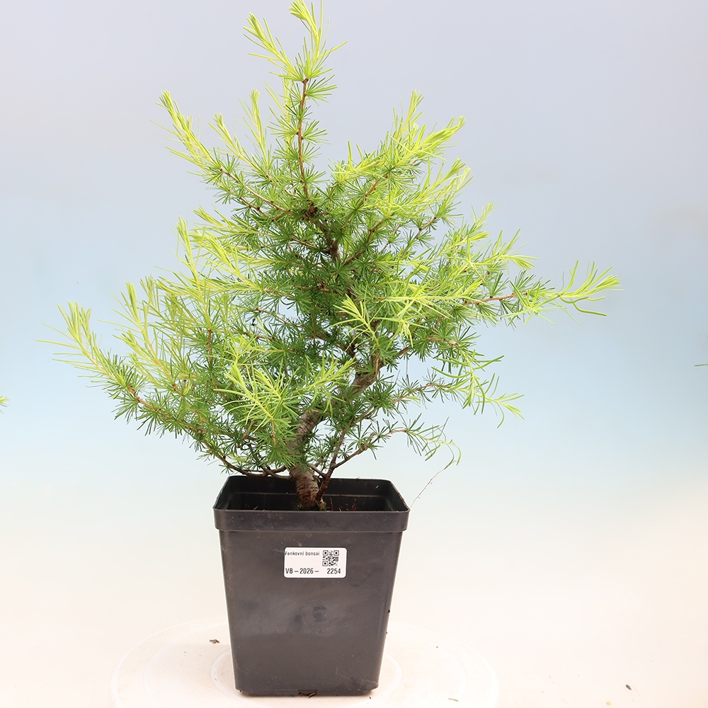 Outdoor bonsai -Larix decidua - Larch