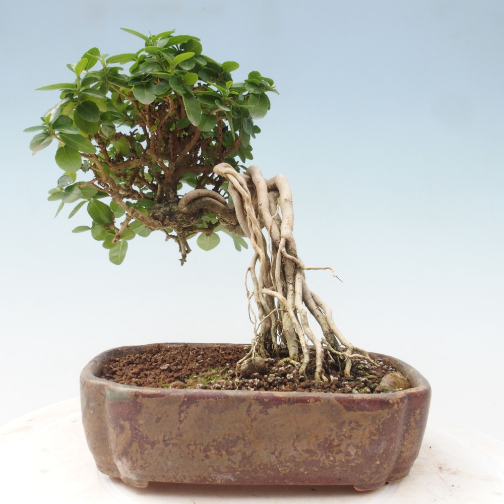 Indoor bonsai - Premna serratifolia - Kozlovon small-leaved