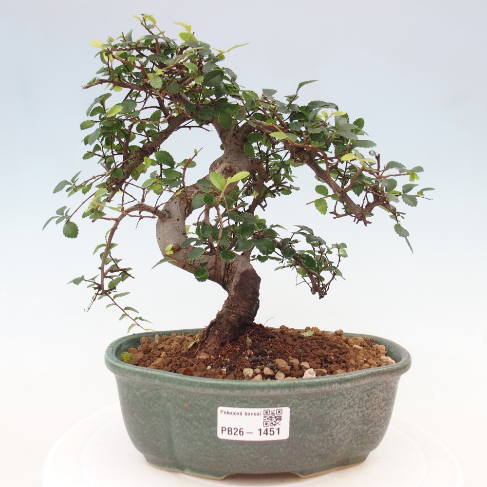 Room bonsai - Ulmus parvifolia - Small-leaved elm