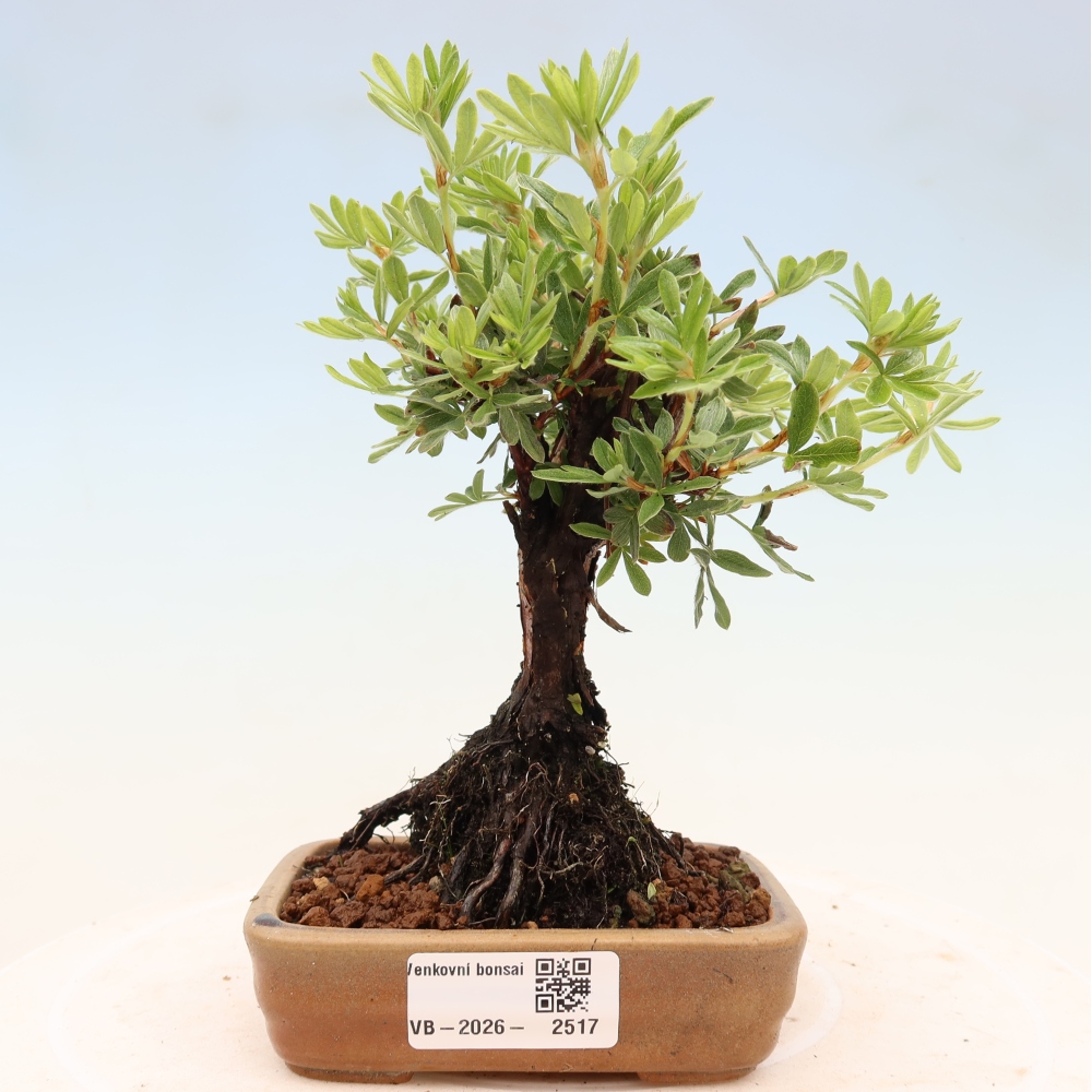 Outdoor bonsai - Potentila fruticosa