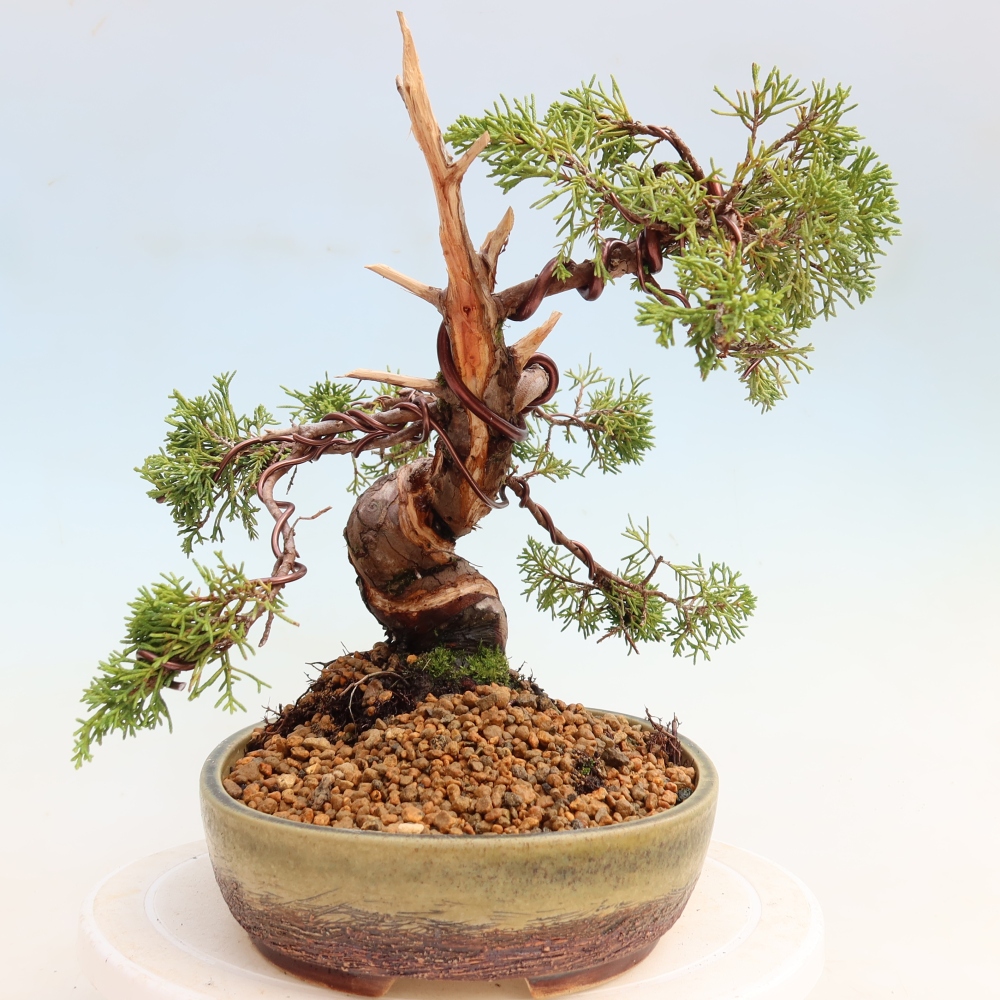 Outdoor Bonsai - Juniperus chinensis Itoigawa - Chinese Juniper