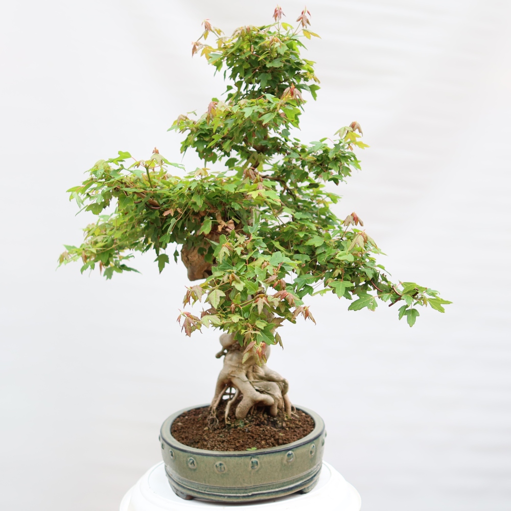 Outdoor bonsai - Maple Burger - Acer Burgerianum