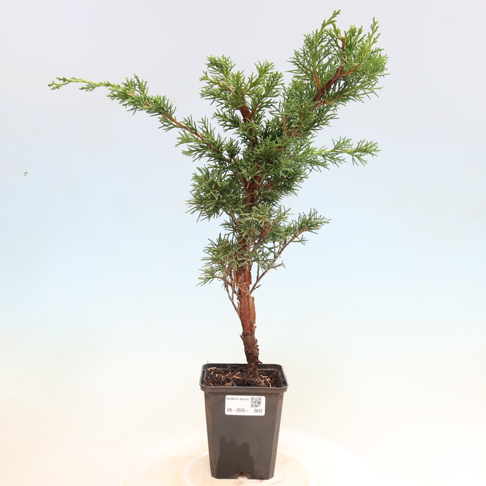 Outdoor bonsai - Juniperus chinensis Kishu