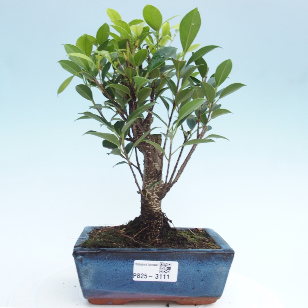 Indoor bonsai - Ficus retusa - small-leaved ficus