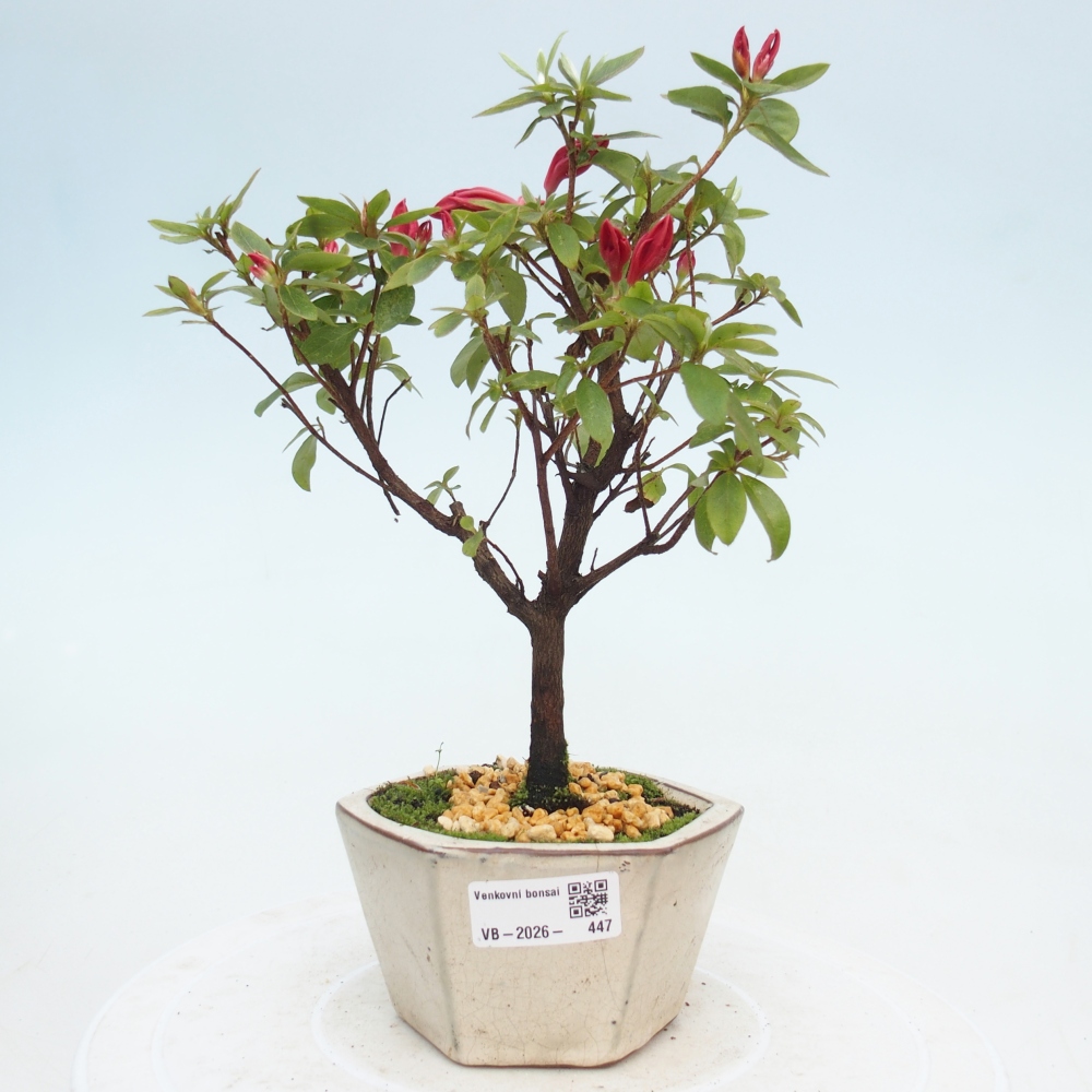 Outdoor bonsai - Japanese azalea - Azalea sp.