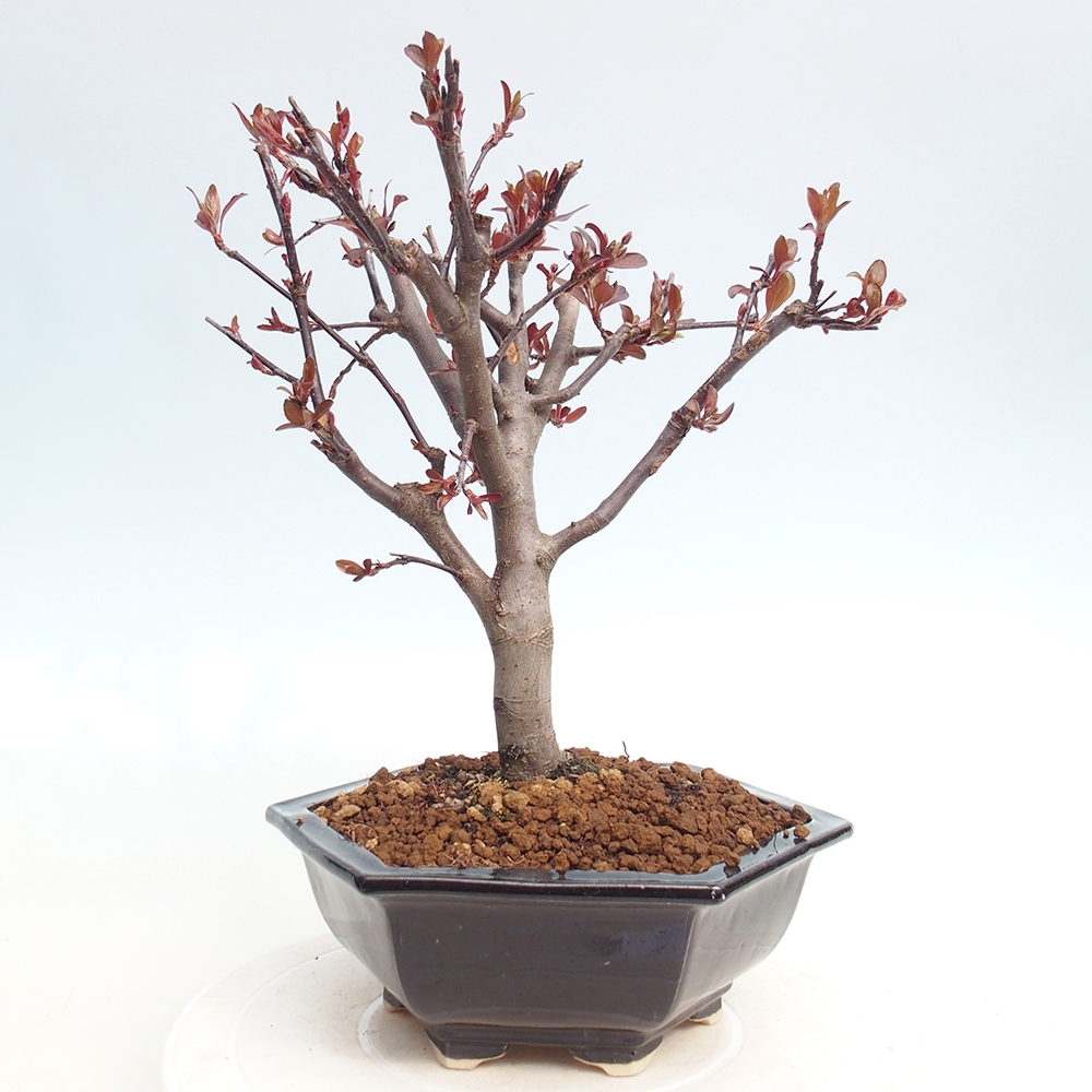 Outdoor bonsai -Malus domestica - Small-fruited red-leaved apple tree