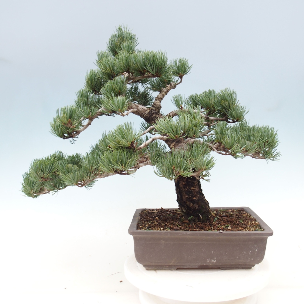 Outdoor bonsai - Pinus parviflora - Small pine tree