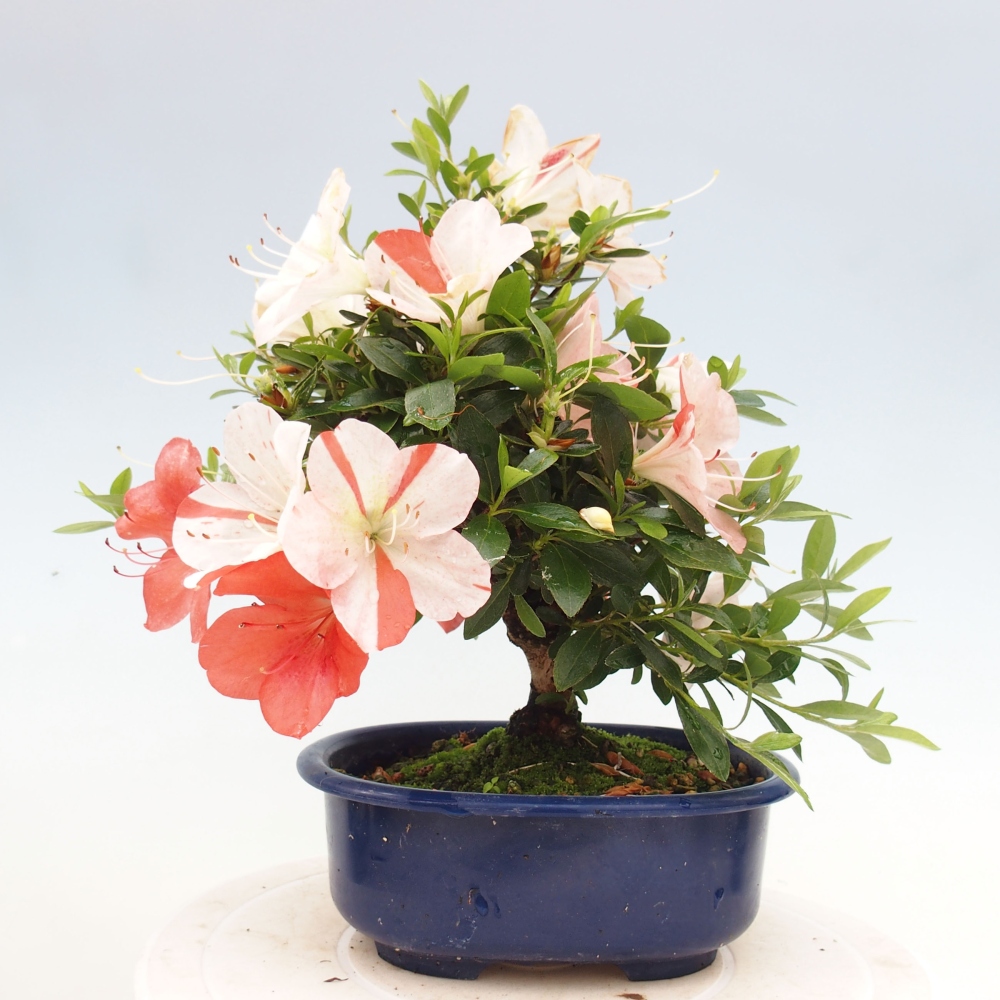 Outdoor bonsai - Japanese azalea - Azalea Asazakura