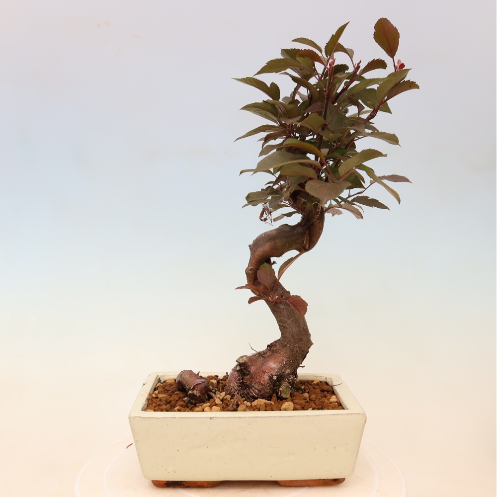 Outdoor bonsai -Malus domestica - Small-fruited red-leaved apple tree