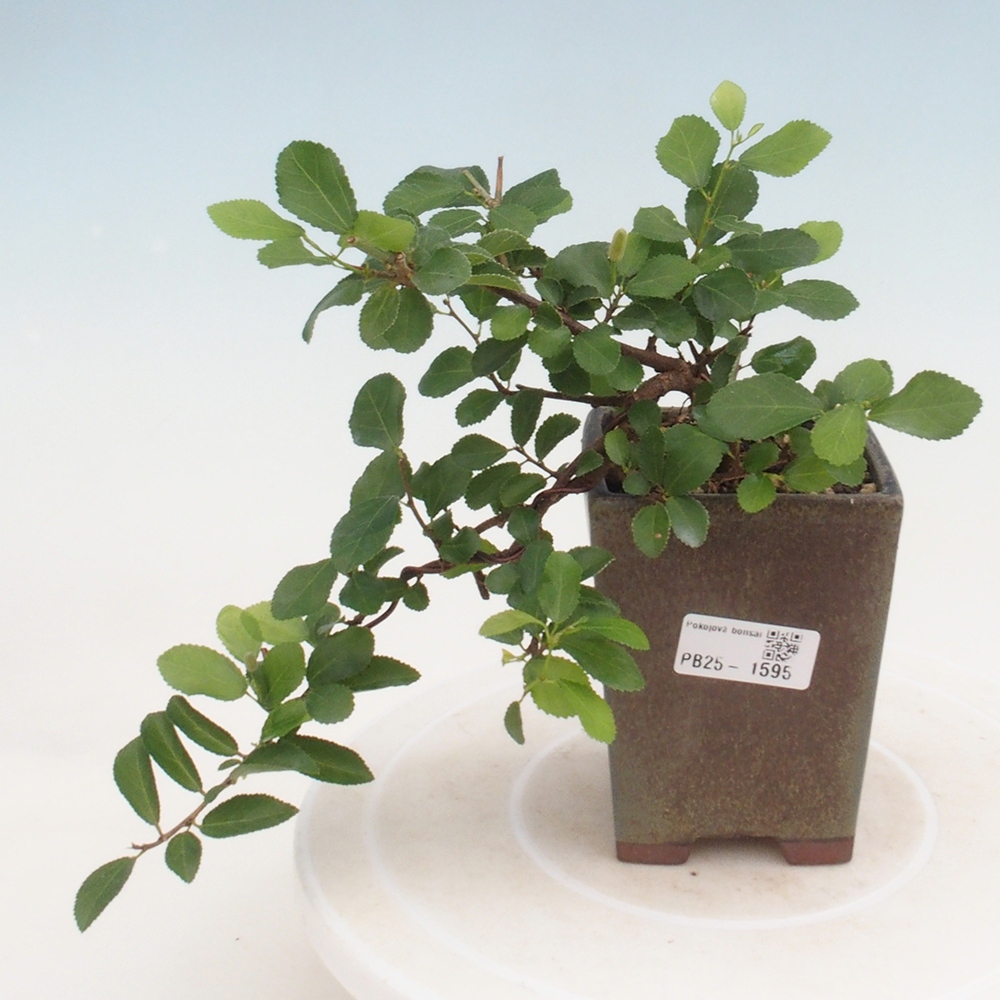 Indoor bonsai - Grewia occidentalis - Lavender star
