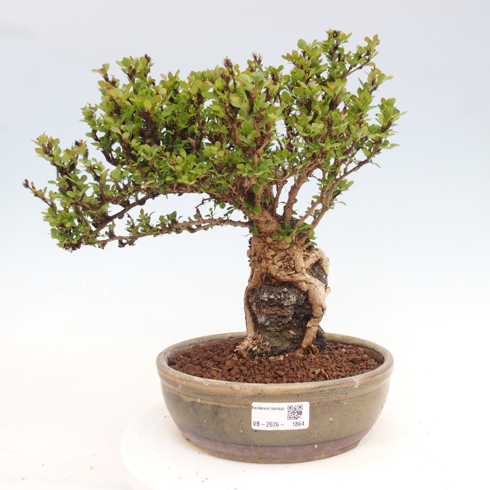 Outdoor bonsai - Berberis coreana