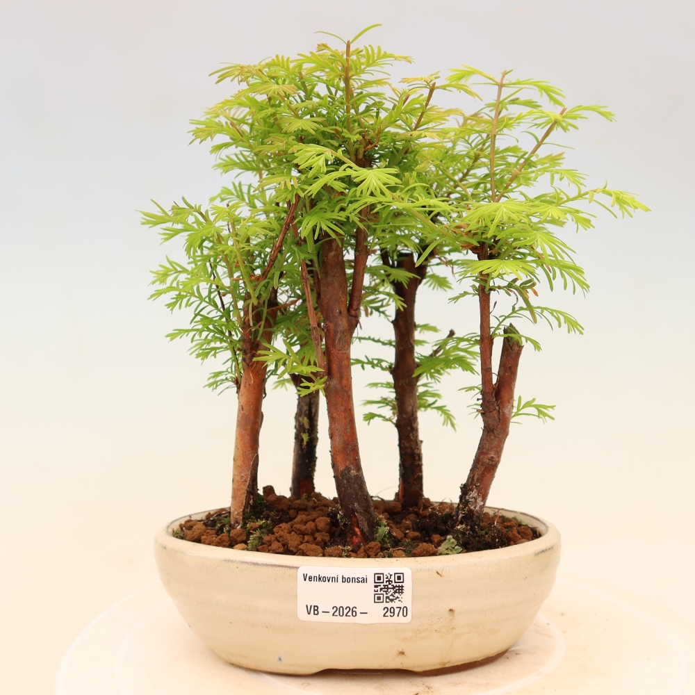 Outdoor Bonsai - Metasequoia glyptostroboides - Chinese Metasequoia - Grove