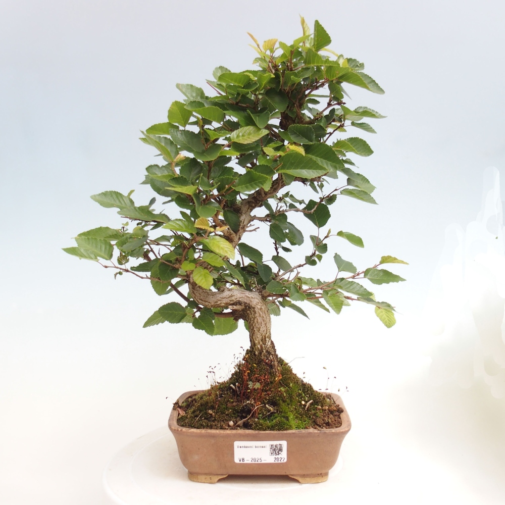 Outdoor bonsai -Carpinus CARPINOIDES - Korean hornbeam