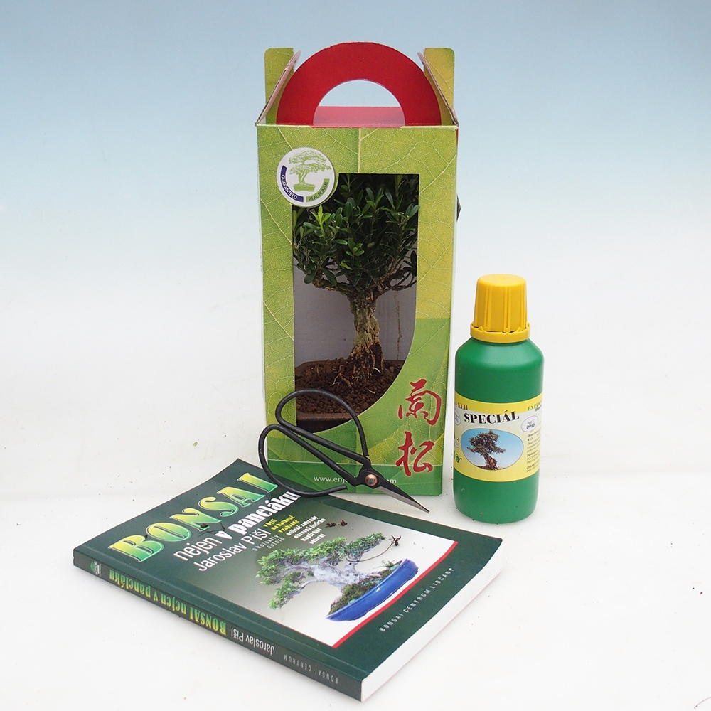 Room bonsai in gift box Buxus harlandii - cork buxus