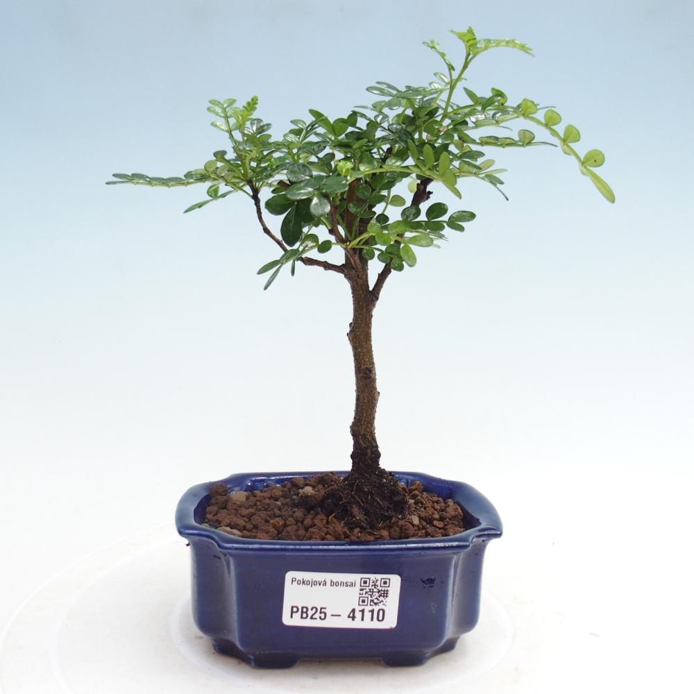 Room bonsai - Zantoxylum piperitum - Pepper tree 