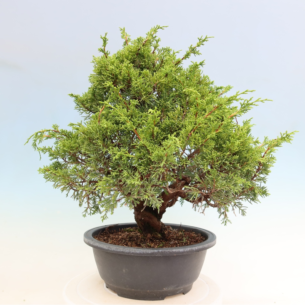 Outdoor Bonsai - Juniperus chinensis Itoigawa - Chinese Juniper