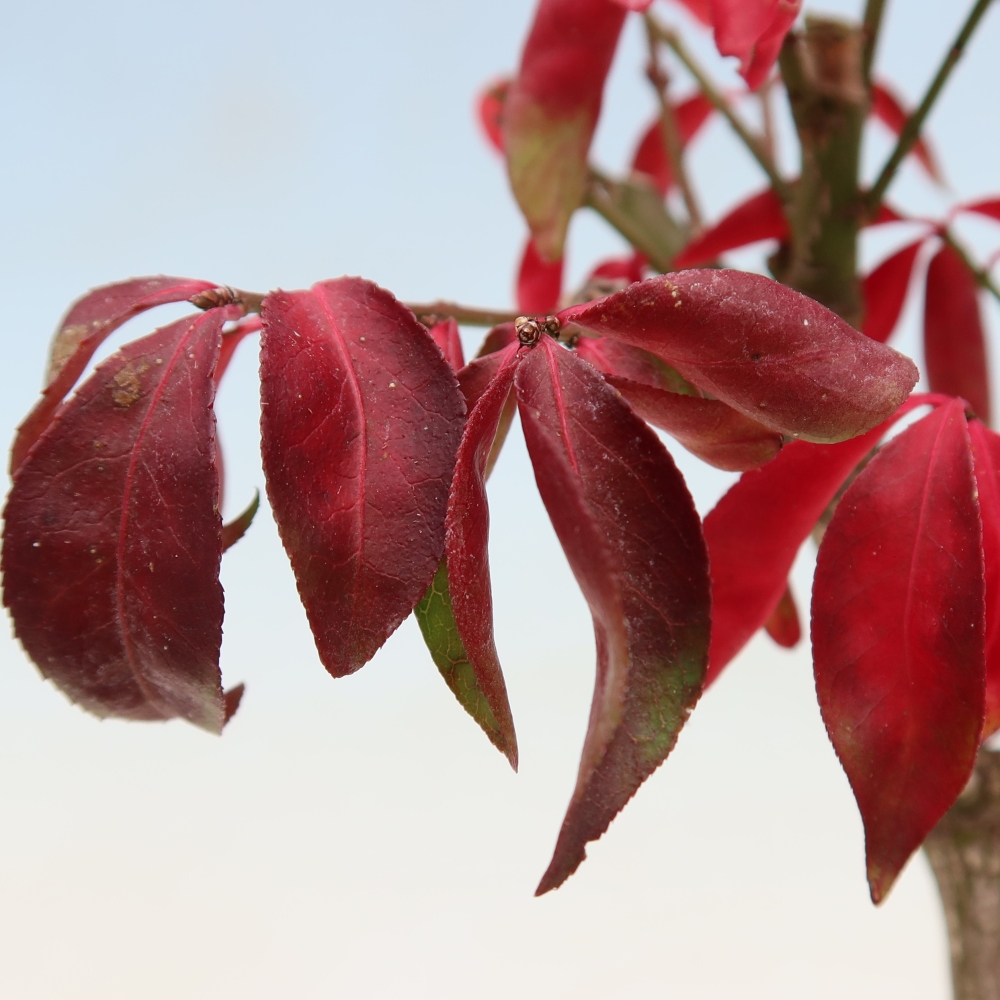 Outdoor Bonsai -  Euonymus alatus comactus  - Winged Spindle Tree