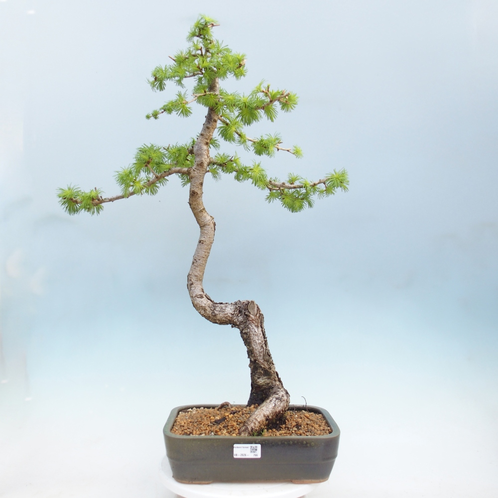 Outdoor bonsai -Larix decidua - Larch