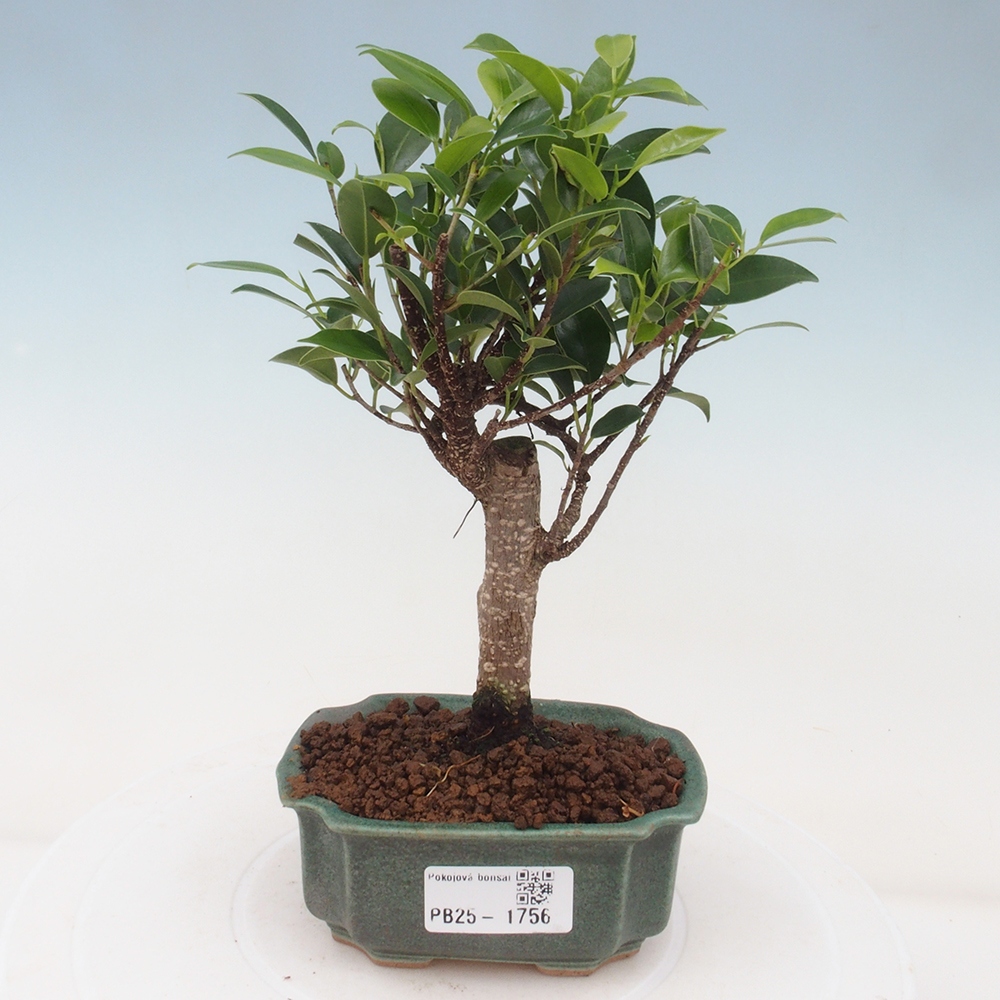 Indoor bonsai - Small-leaved ficus - Ficus kimmen