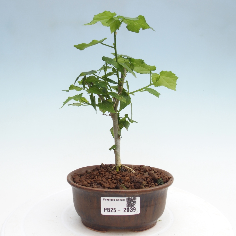 Indoor bonsai - Malvaviscus arboreus - woody hibiscus