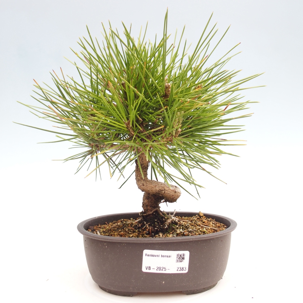 Outdoor bonsai - Pinus thunbergii - Thunbergia pine