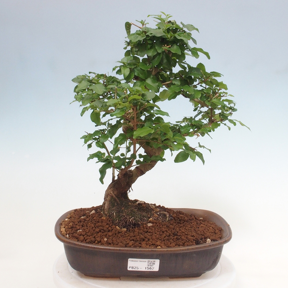 Room bonsai -Ligustrum chinensis - privet