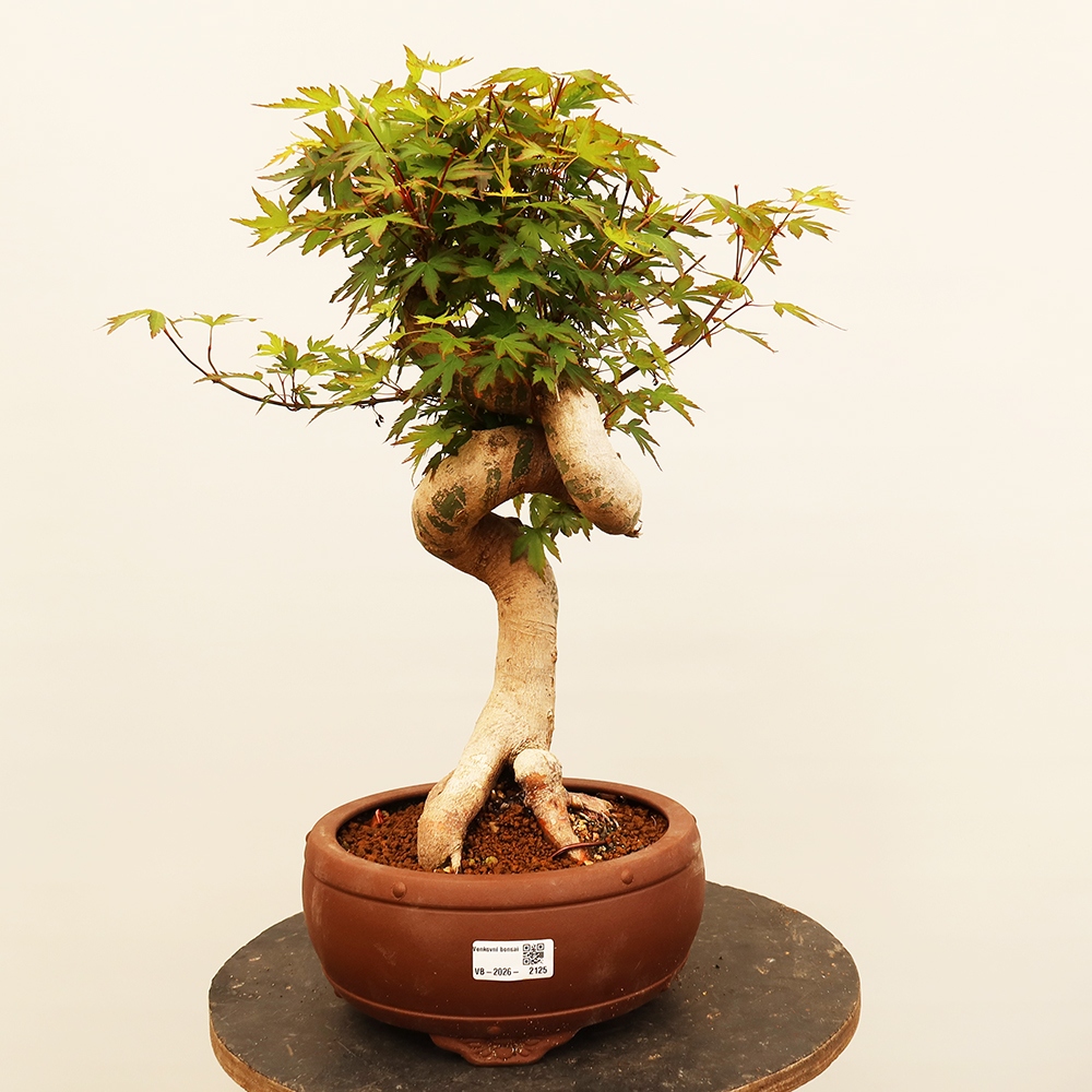 Outdoor bonsai - Maple palmatum - Palms