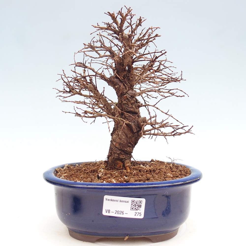 Outdoor bonsai - Zelkova - Zelkova NIRE
