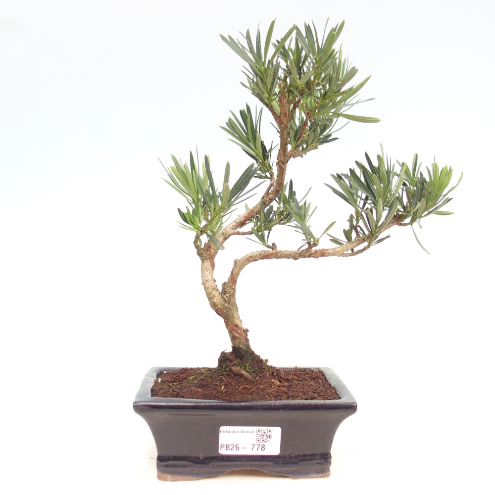 Room bonsai - Podocarpus - Stone Yew