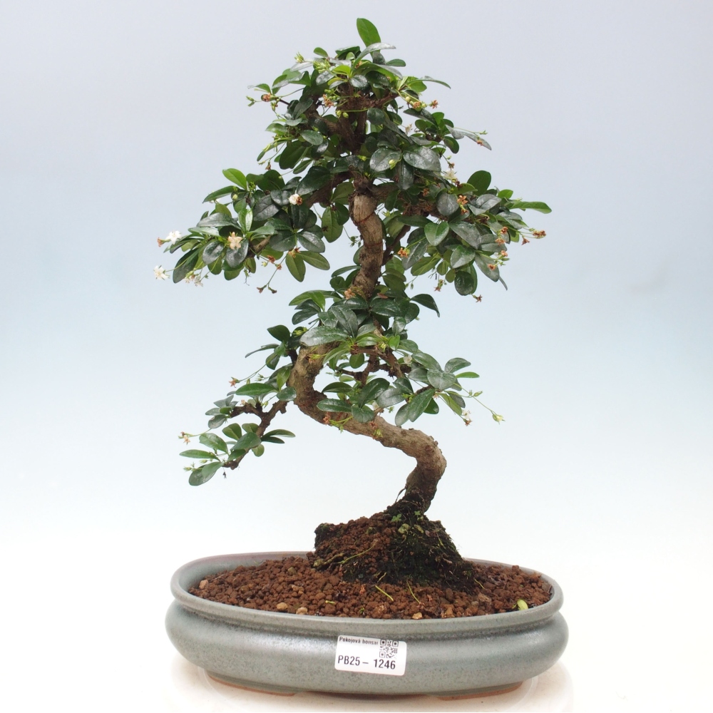Room bonsai - Carmona macrophylla - Tea fuki