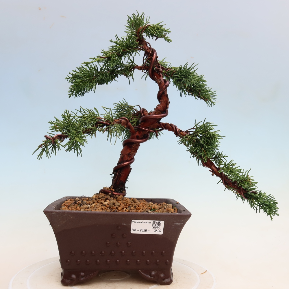 Outdoor bonsai - Juniperus chinensis Kishu