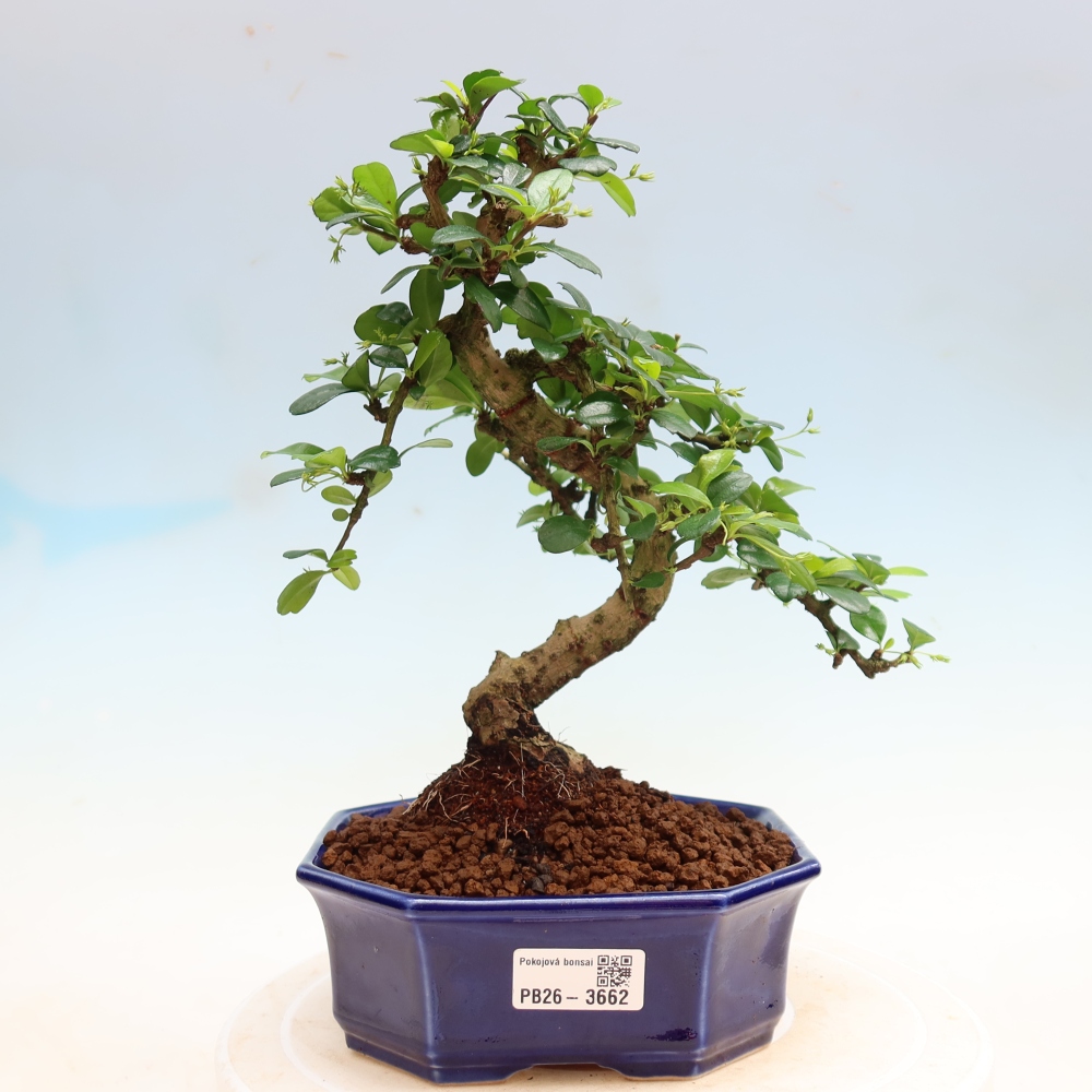Room bonsai - Carmona macrophylla - Tea fuki