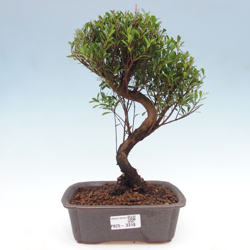 Room bonsai - Syzygium - Pimento