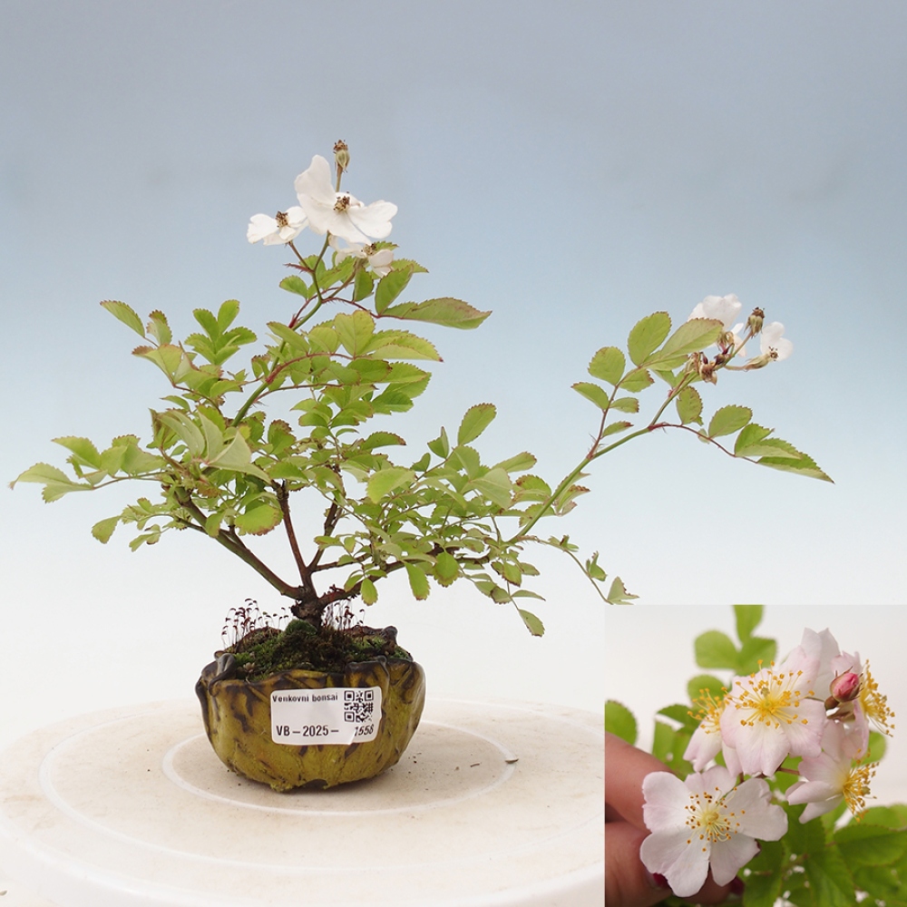 Outdoor bonsai - Rosa sp. - small-flowered rose